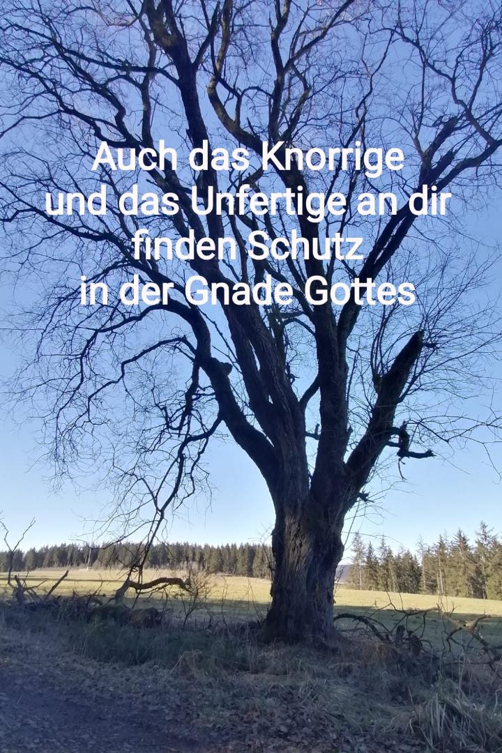 Andrea Felden, Baum mit Spruch, bei Kronenburg (c) Andrea Felden